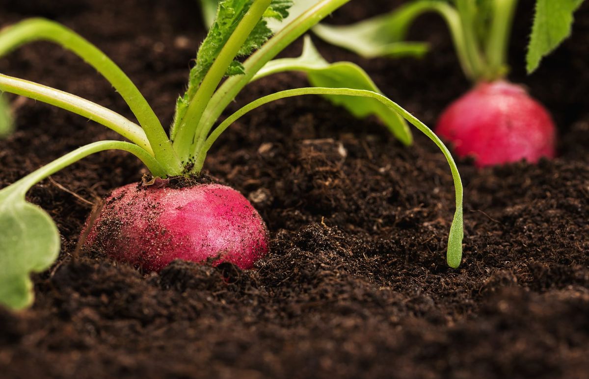 How to Store Radishes for Longevity: 11 Tips