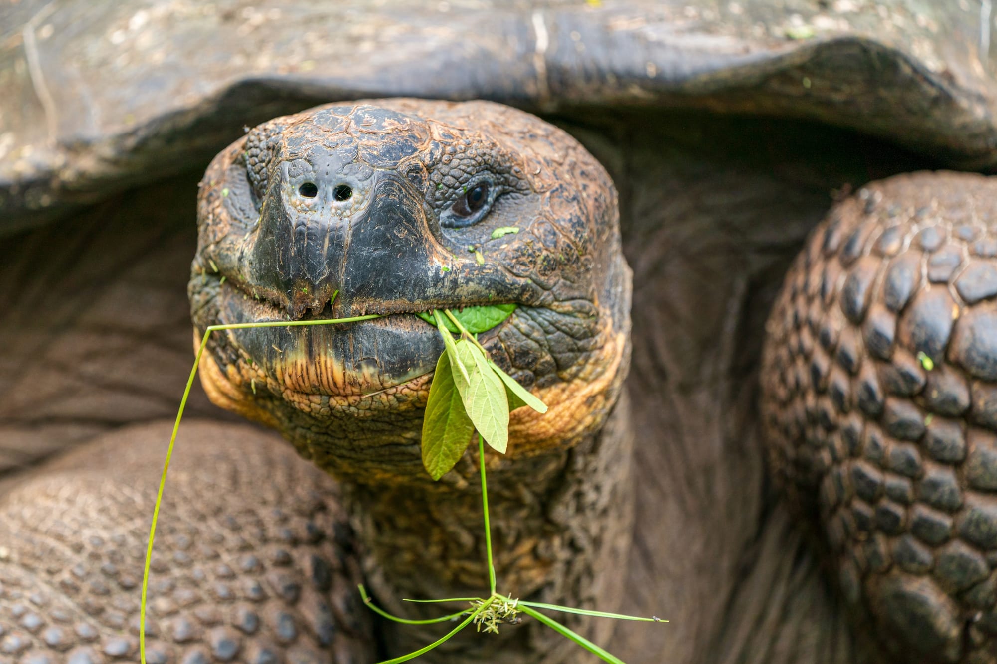 Galapagos giant tortoise feeding on grass and leaves in its natural habitat on the Galapagos Islands, Ecuador.