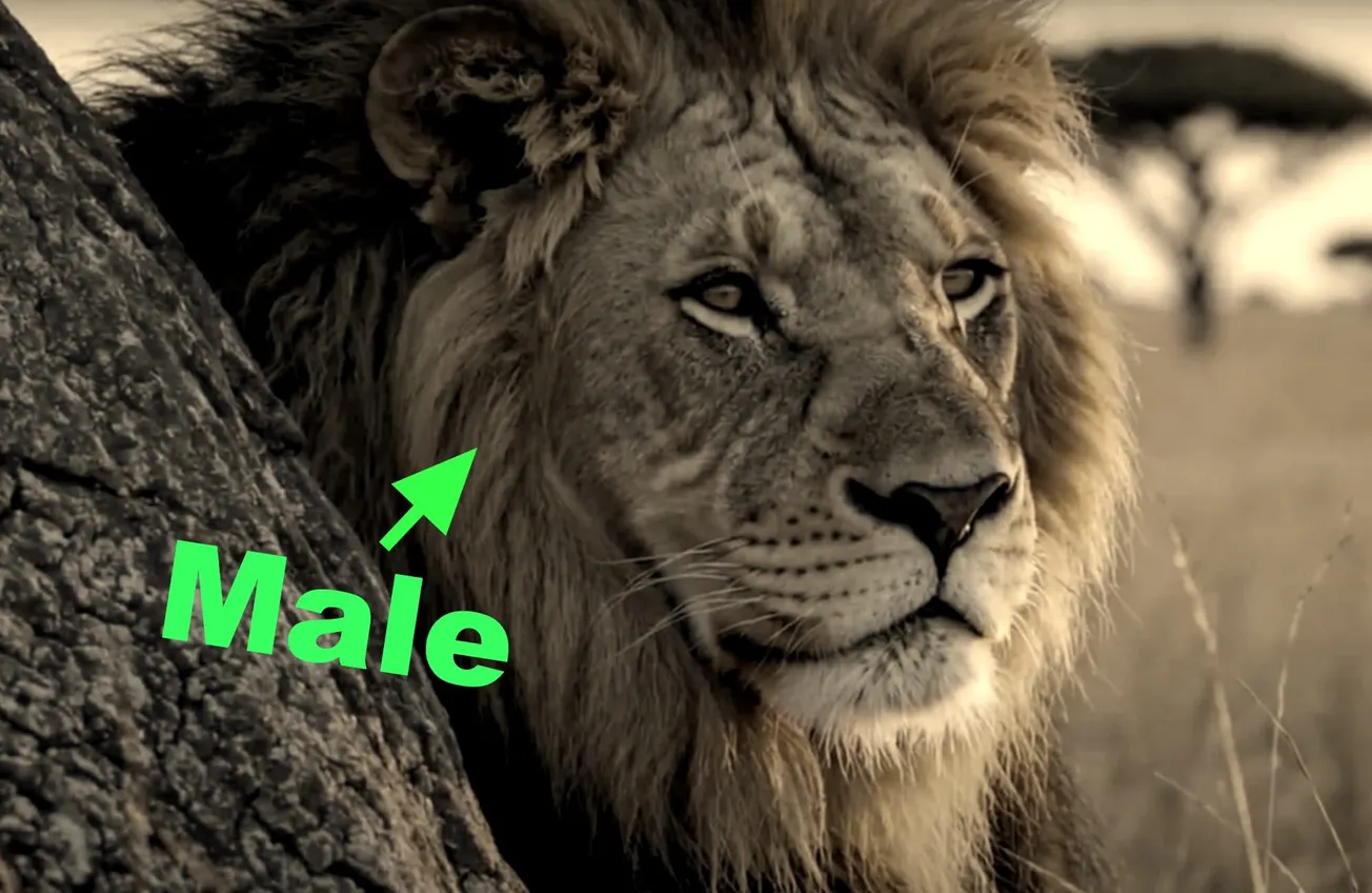 Many Sign Petition to Stop the Feminization of Aslan and C.S. Lewis' Narnia