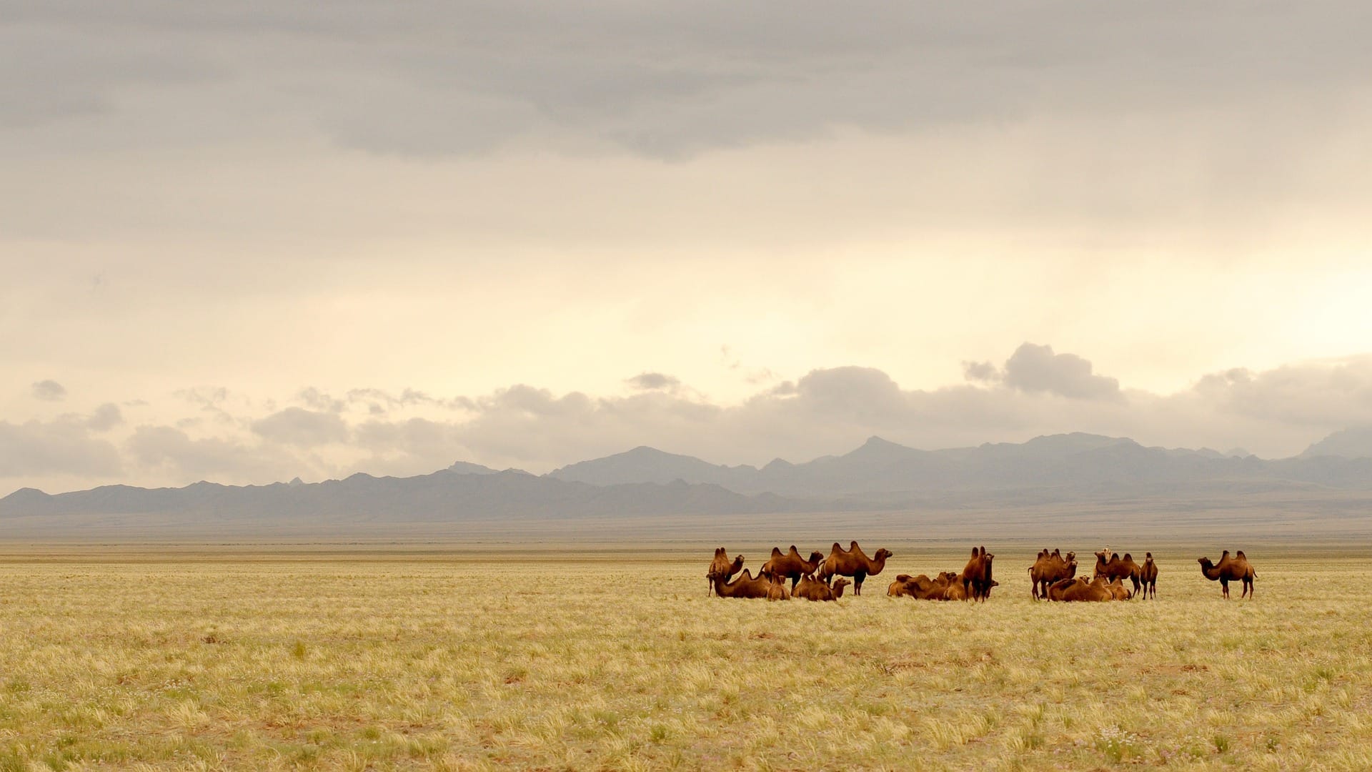 JOROO — Mongolia Travel Guides & Car Rental