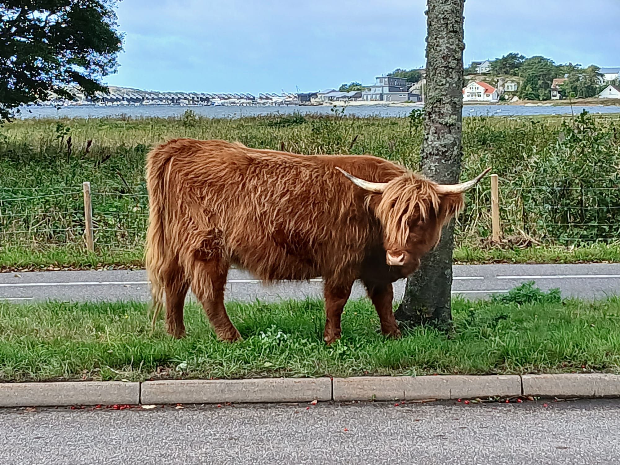 Highland Cattle på rymmen i Billdal