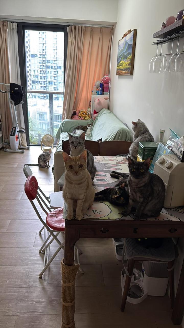 引爆全港貓奴眼力大考驗。(資料來源：天下貓貓一樣貓群組@Facebook)