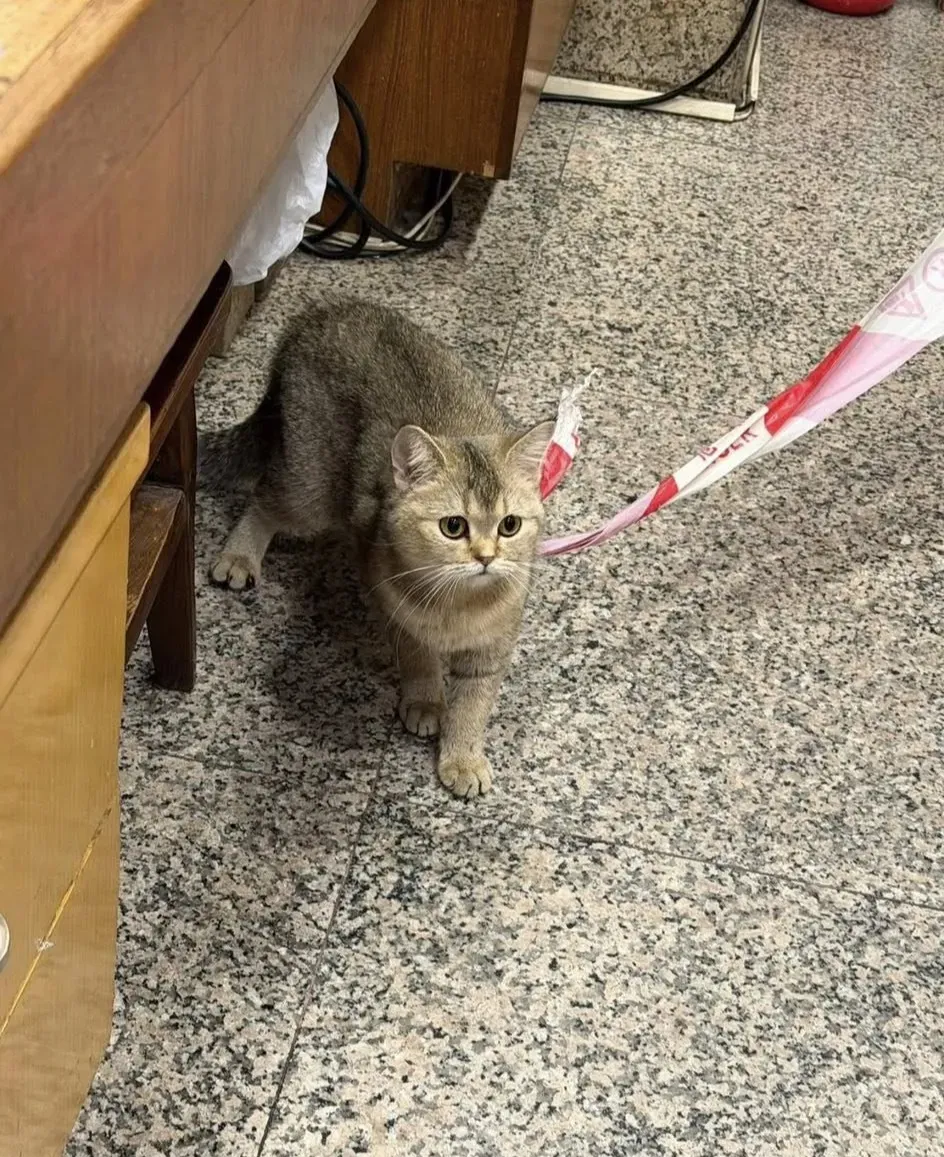 主子突然「離家出走」，大堂變臨時等候室