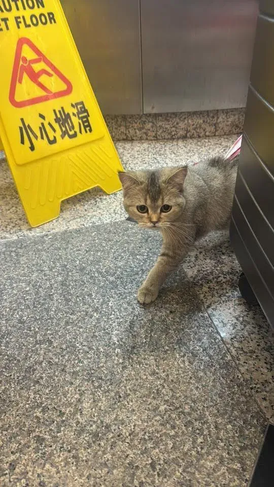 臨時「防走失腰帶」以簡單物料製成，視覺上帶點工地風格，喺大堂環境中特別搶眼