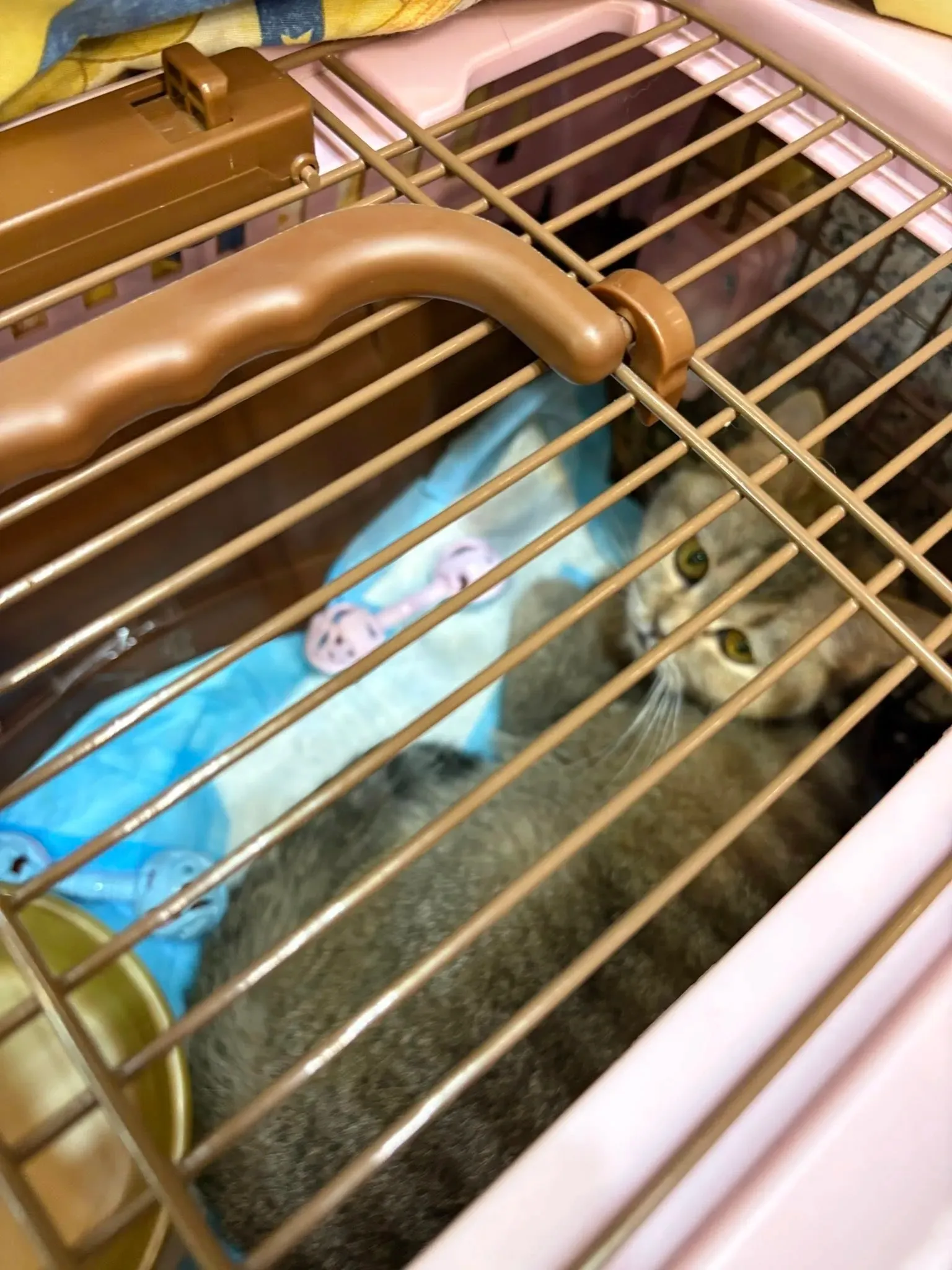 貓主子安全無恙順利被主人接番