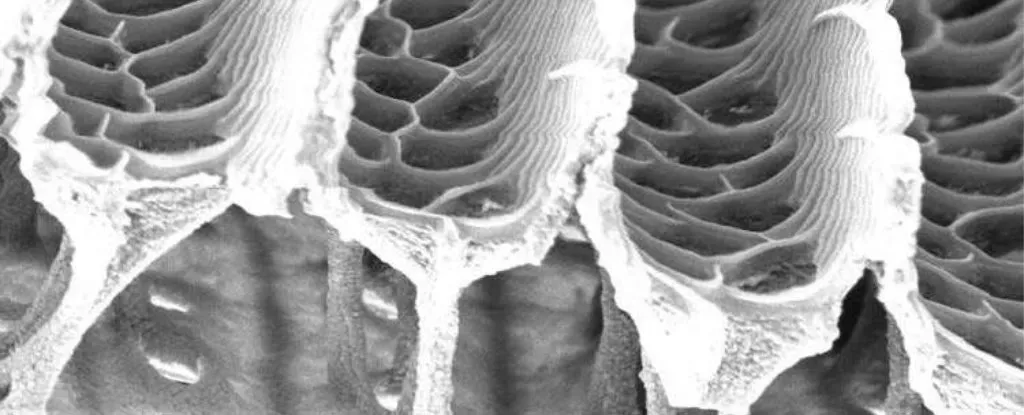 生物學家發現,呢啲鱗片呈現出一種類似海綿或者網狀嘅結構。表面佈滿坑紋同微孔,而微孔嘅形狀有蜂巢狀、長方形,甚至係人字形圖案。支撐住呢啲微孔嘅,係一排排好似柱子一樣嘅組織。