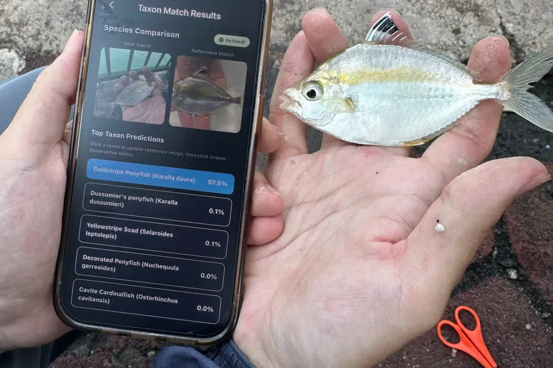 新加坡有一班年輕人開發咗一款免費App叫「SGFish」，專門幫釣魚愛好者識別當地水域嘅魚類。