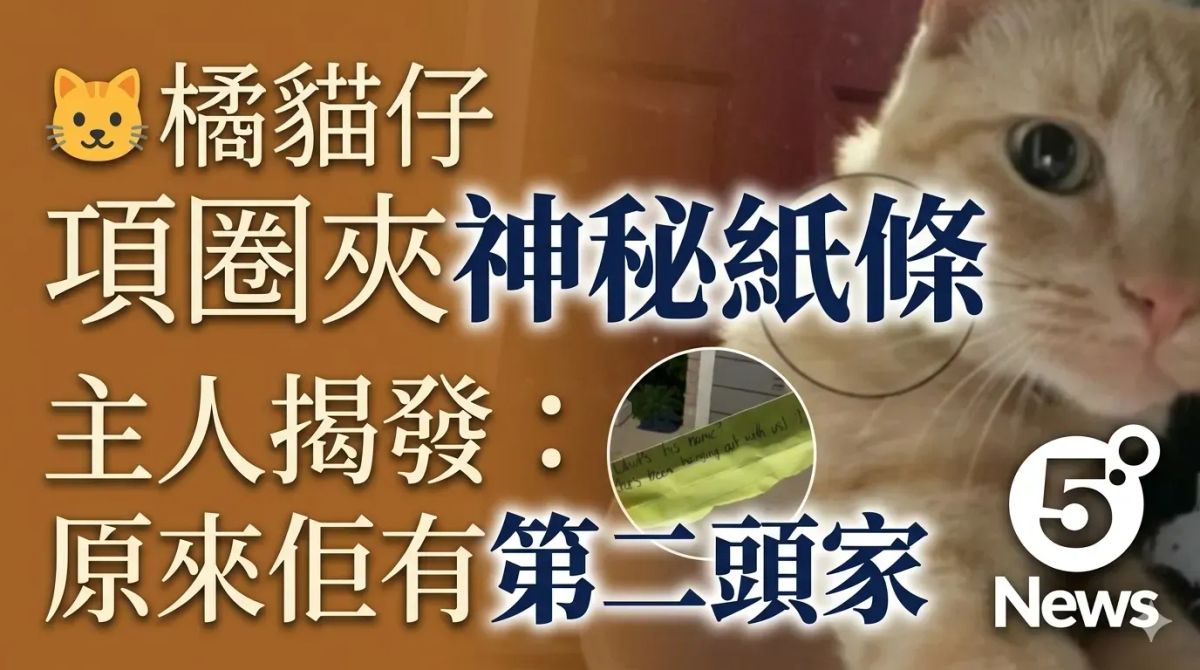 🐱 橘貓仔項圈夾神秘紙條　主人揭發：原來佢有第二頭家