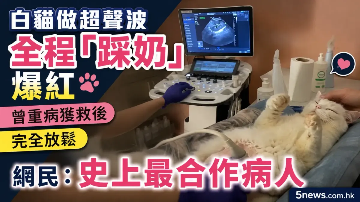 白貓做超聲波全程「踩奶」爆紅　曾重病獲救後完全放鬆　網民：史上最合作病人