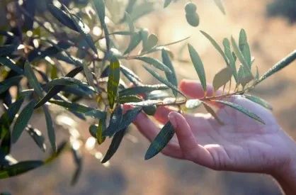 健生村|護心勁過維他命C 5倍？橄欖葉精華護心攻略！🧪💚