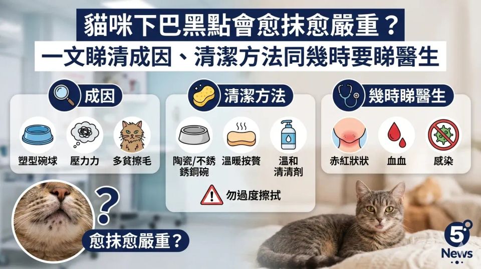 貓咪下巴黑點會愈抹愈嚴重？一文睇清成因、清潔方法同幾時要睇醫生