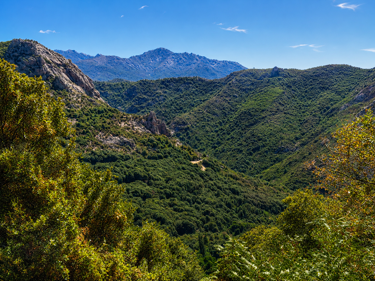 The Poverty of the Nose: On Smelling Corsica