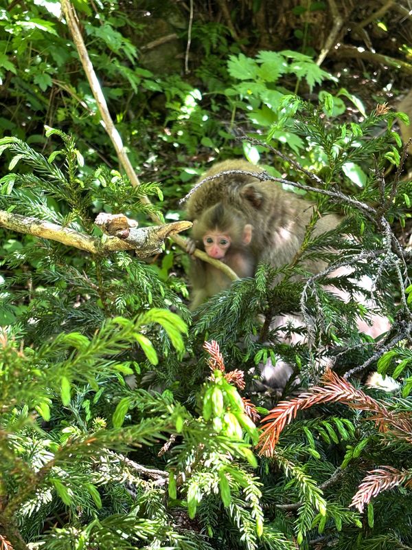 Nagano’s Snow Monkeys, Without the Snow