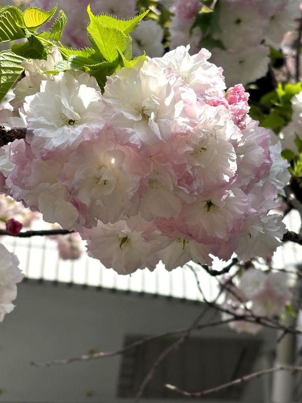 Petals of Time: A Journey Through Japan's 72 Microseasons