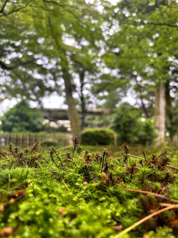 Kenroku-en and the Ethics of Cultivation