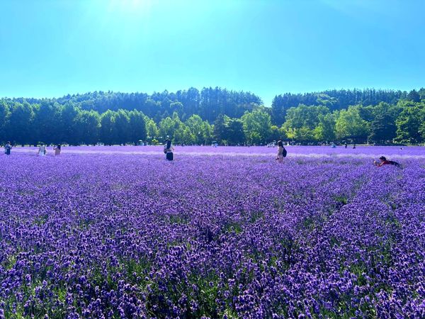 The Bloom That Needs No Reason