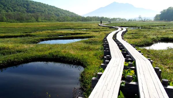 🧵 The Thread and the Marsh