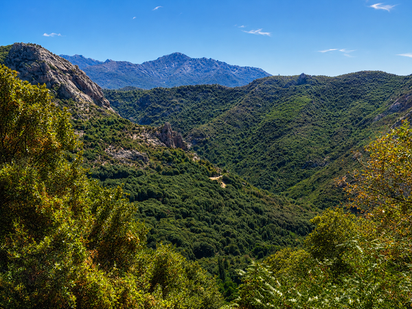 The Poverty of the Nose: On Smelling Corsica