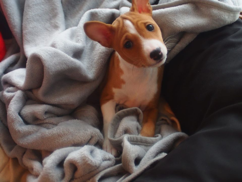 First days with a Basenji puppy