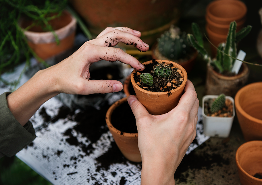 The Natural World, Decolonized
