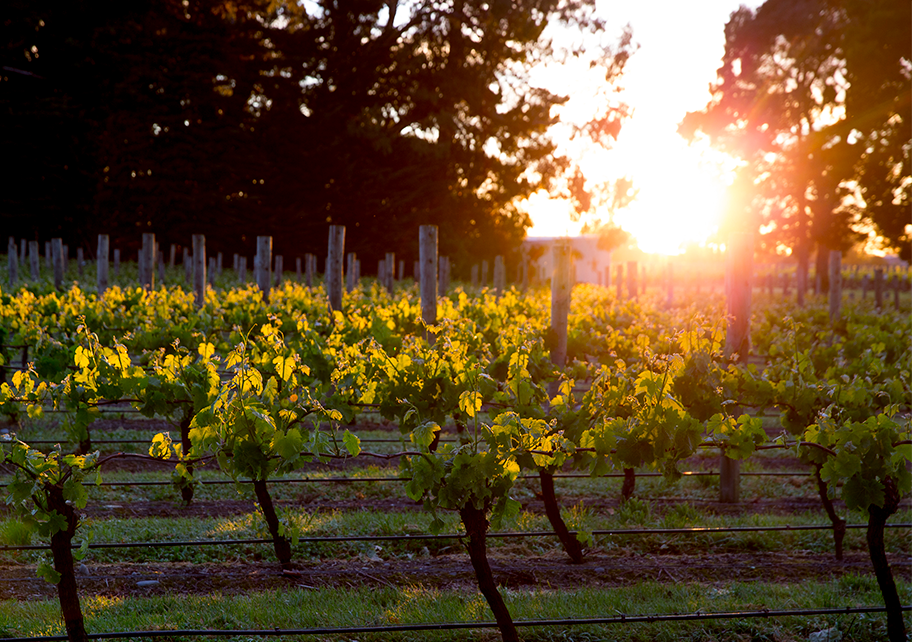 A Vineyard Destination in New Zealand