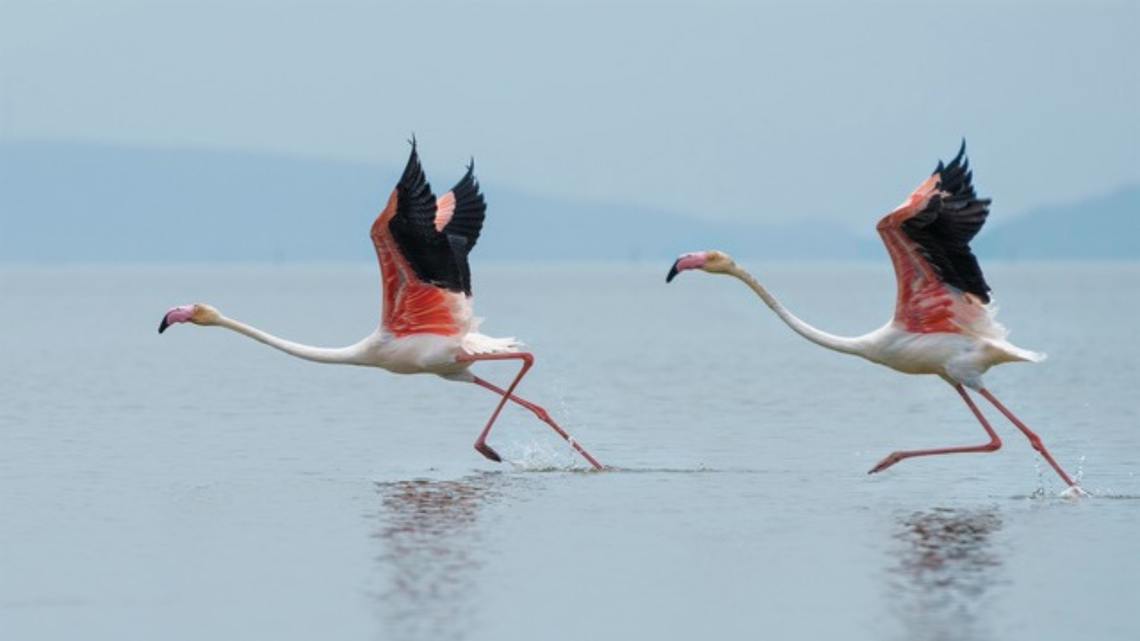 Collaborative Practice: From a Root Note to a Movement