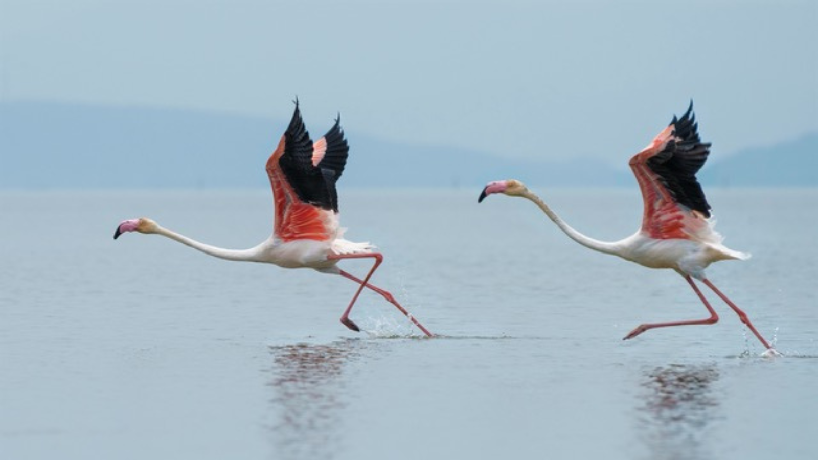 Collaborative Practice: From a Root Note to a Movement