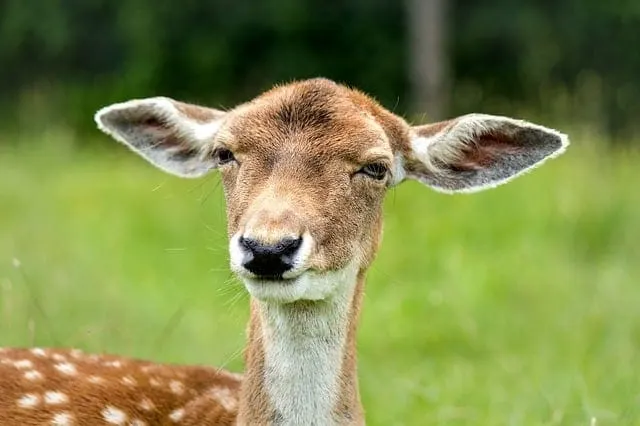 Fawn with white spots standing in a lush green field, showcasing natural wildlife and outdoor scenery.