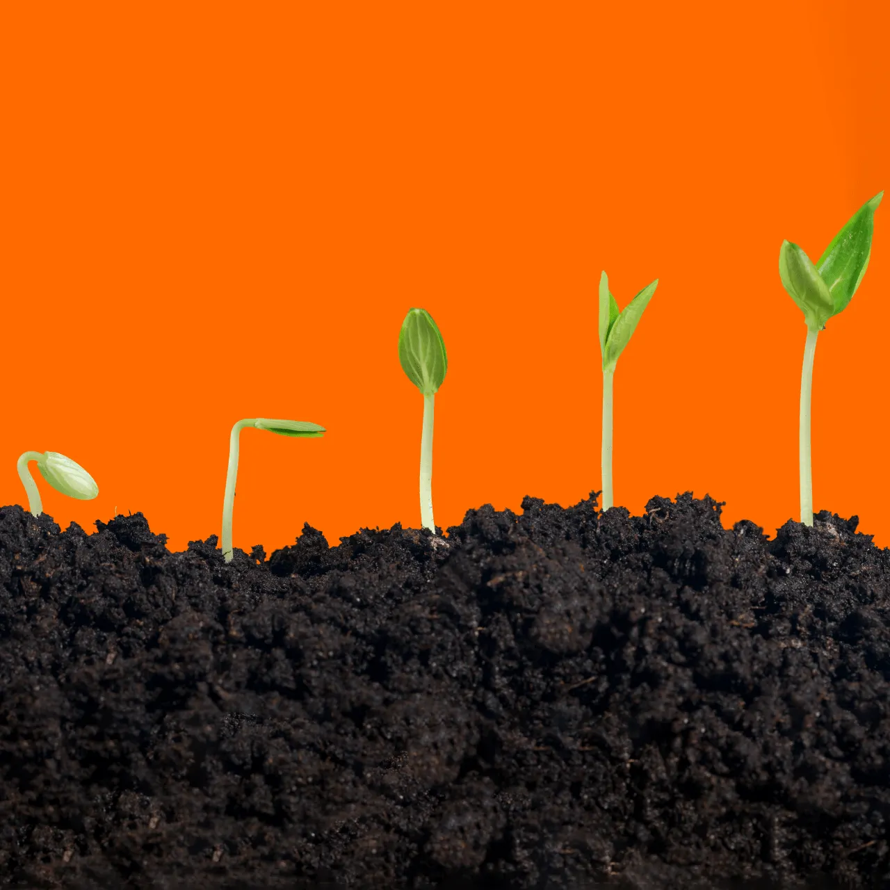 Sprouting seeds growing in soil symbolizing growth and development, with vibrant orange background.