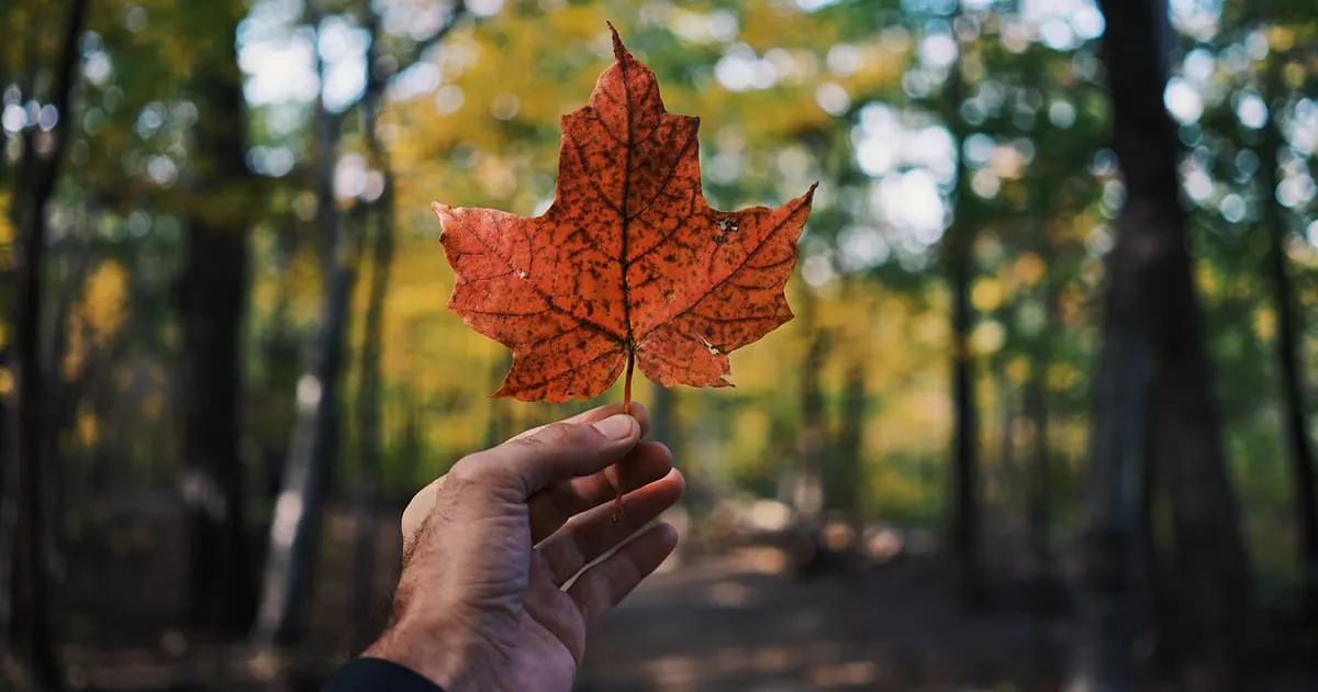 A vibrant orange autumn leaf held up against a blurred background of trees and fall foliage in a forest.