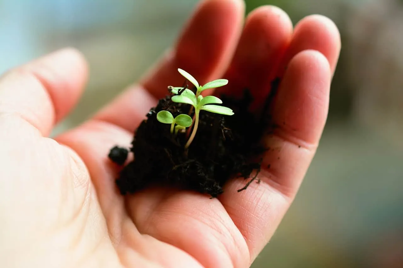Small seedling sprouting in a person's hand representing growth, nature, and new beginnings for eco-friendly and environmenta