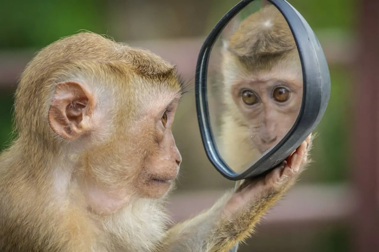A young monkey looking at its reflection in a handheld mirror, observing its face with curious and inquisitive expression, sh