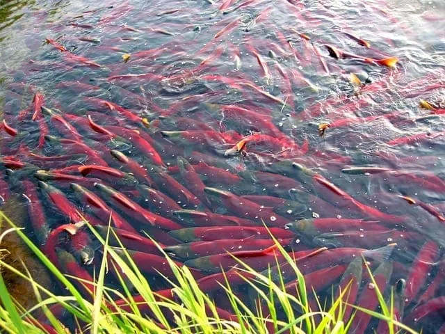 School of koi fish swimming in a pond with lush green grass in the foreground, showcasing vibrant colors and serene aquatic l