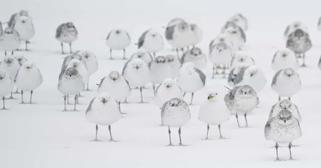 Flock of snow-covered seagulls standing on white snow-covered ground in winter outdoor setting.