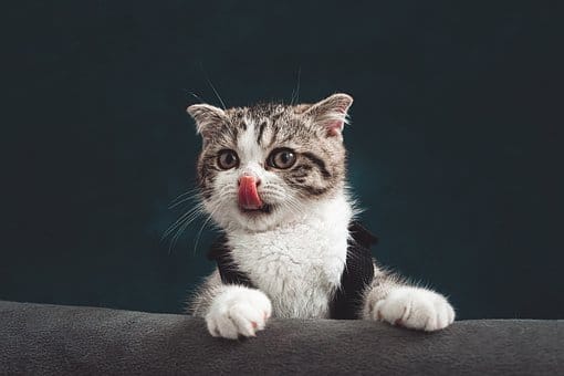 Playing with a cute gray and white tabby kitten wearing a black collar, sticking out its tongue, on a dark background.