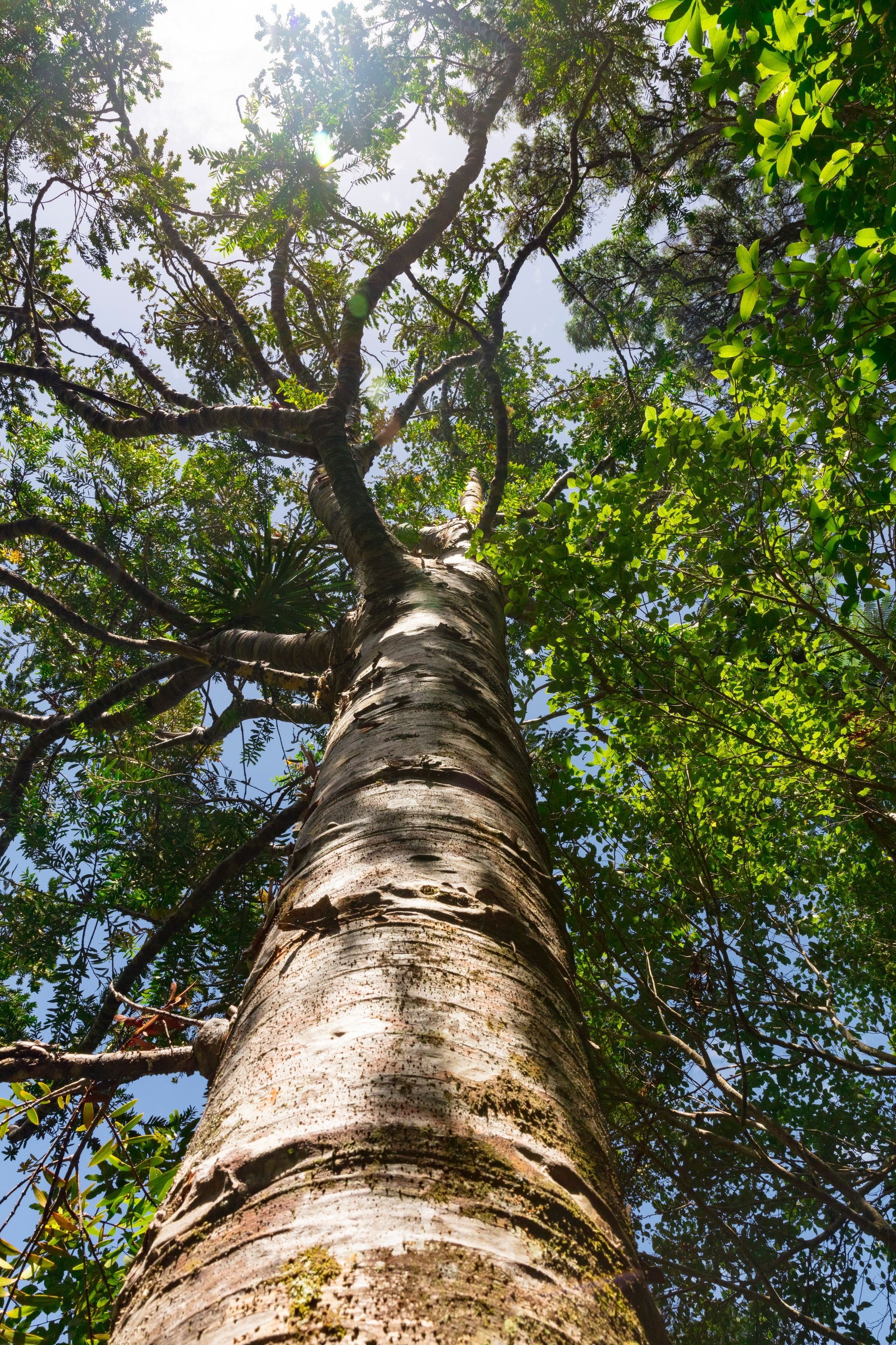 The Power of Nature in Play