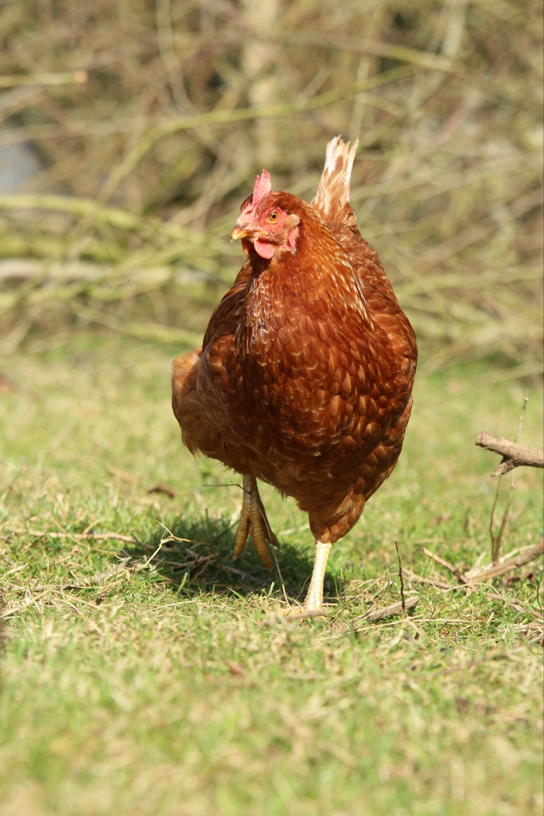 poule rousse dans un jardin d'herbe verte
