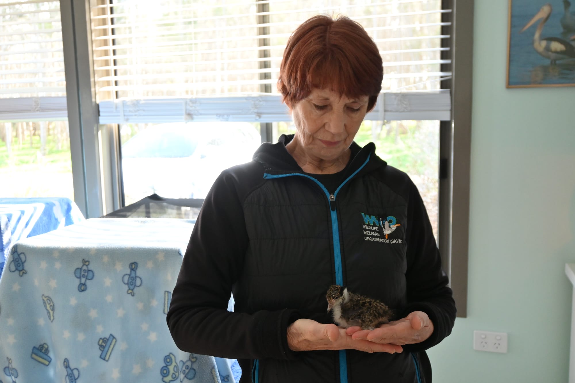 Goolwa wildlife centre pleads for Alexandrina Council support