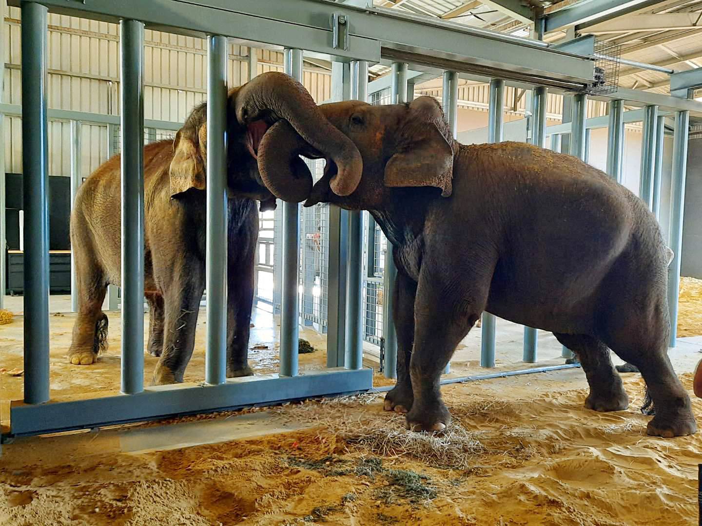 Second elephant arrives at Monarto Zoo
