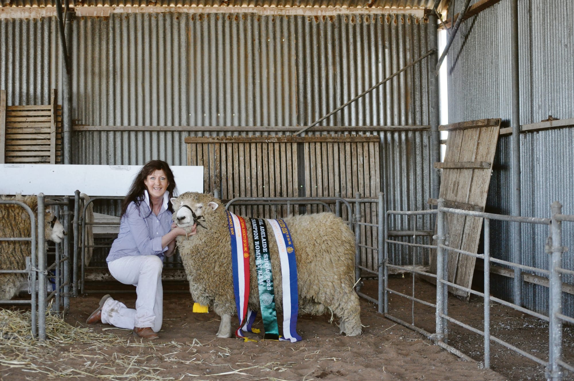 Woolly good Show results for Romney breeder