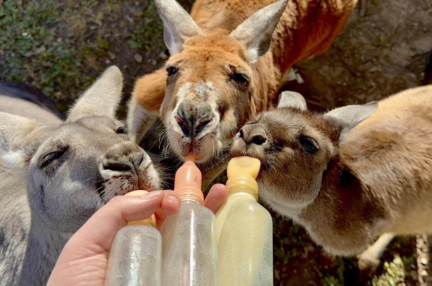 Call to boycott kangaroo meat