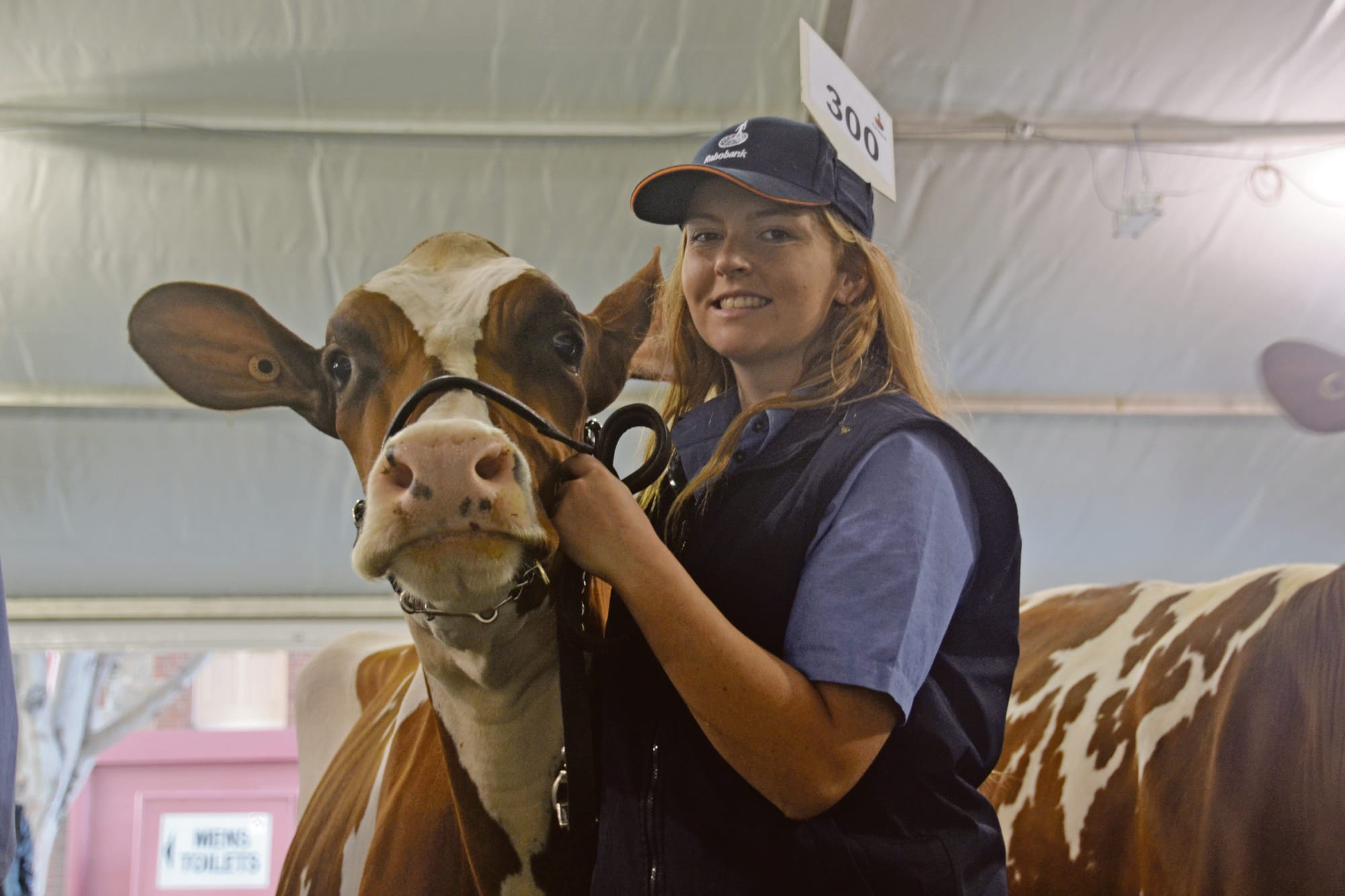 Cattle competition jumps hurdles