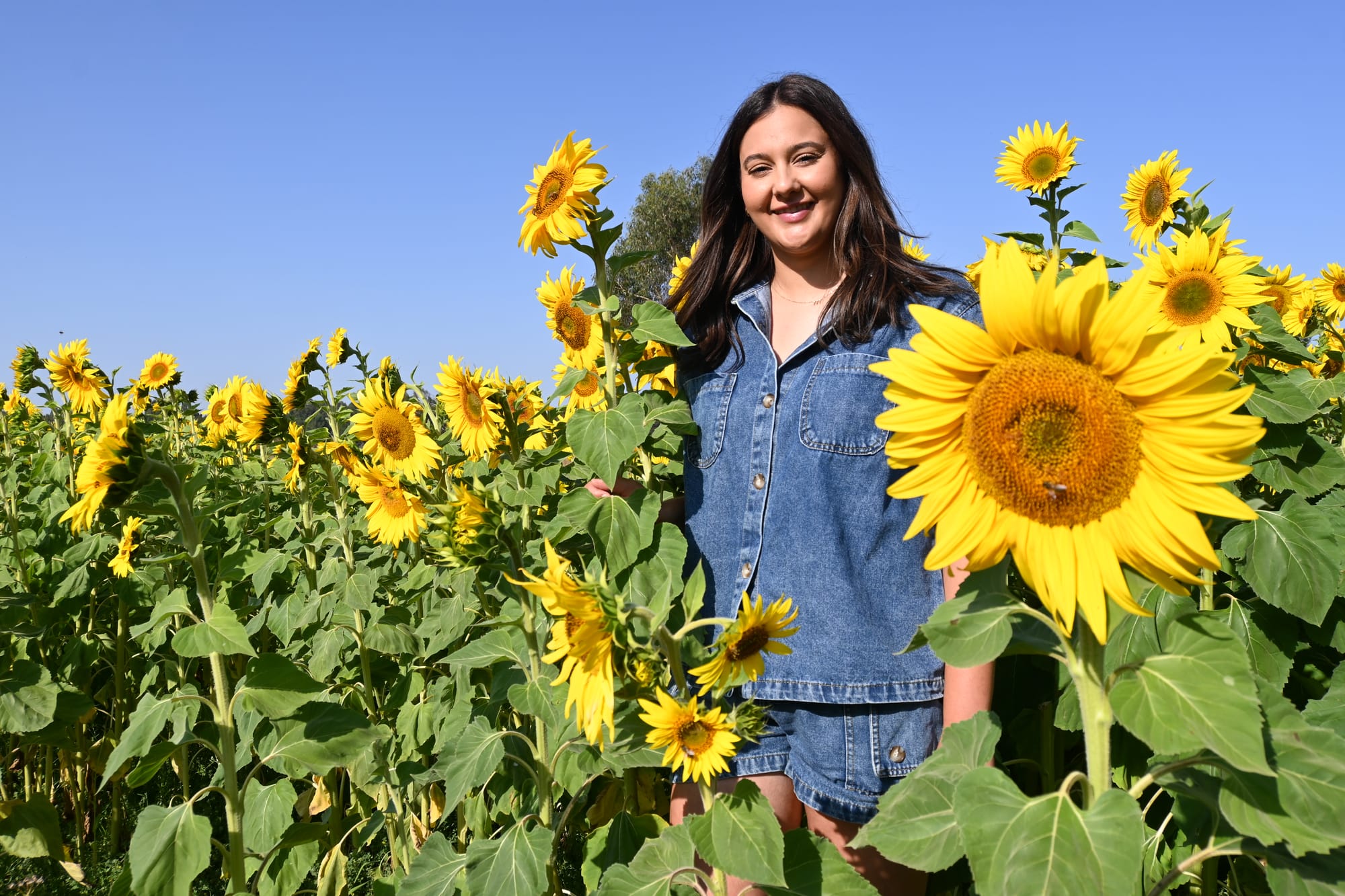 Sunflowers in full bloom at Mt Compass