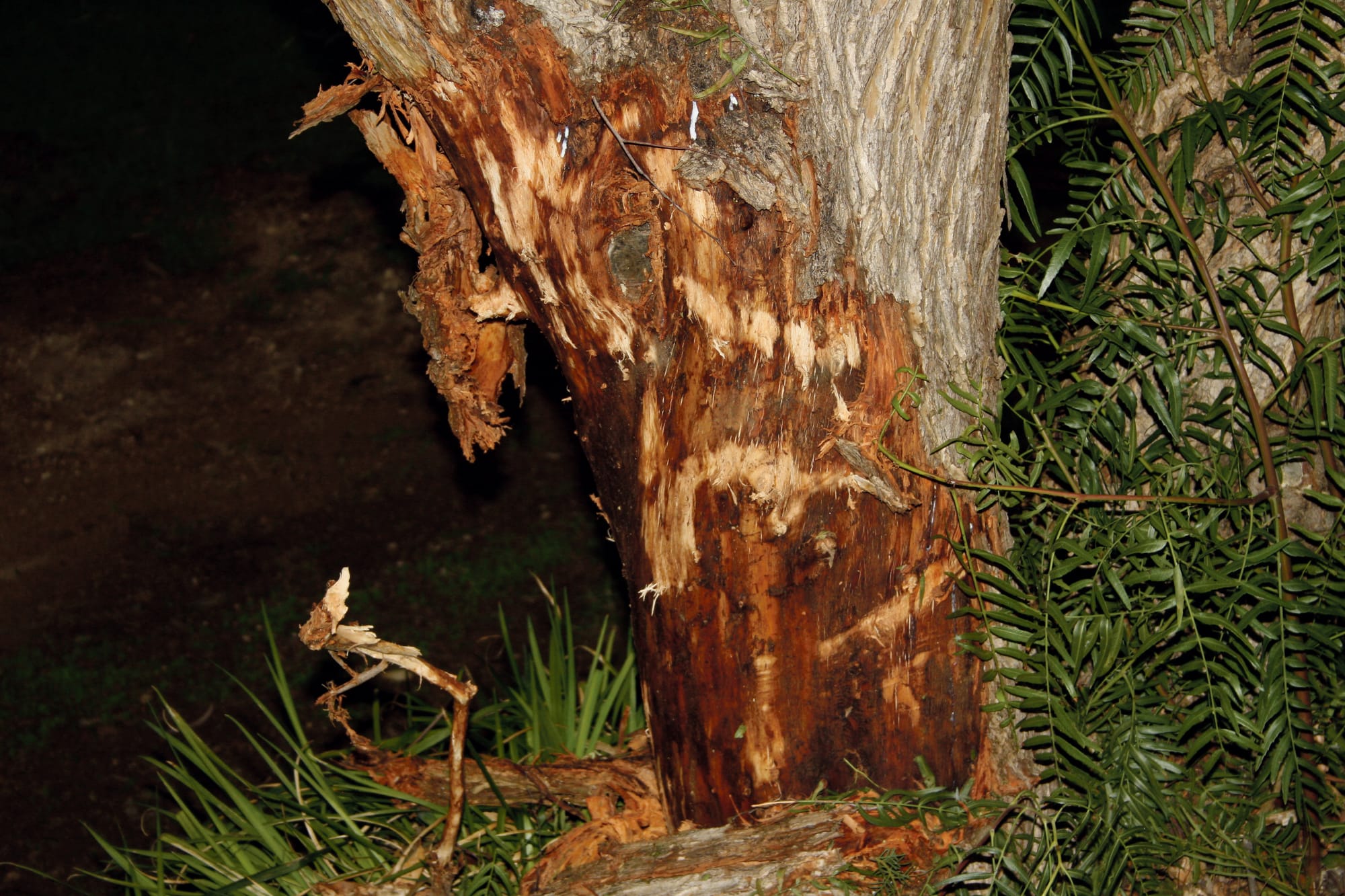 Driver to be sentenced over Strathalbyn tragedy