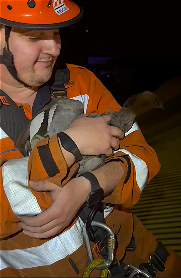 Duck rescue