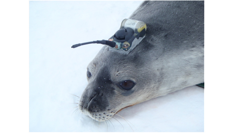 Strathalbyn vet’s brush with southern seals