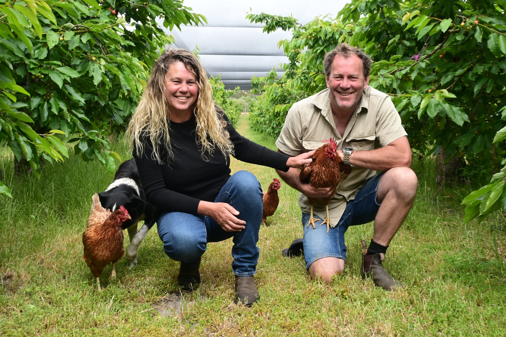 CHERRY RIPE: Local growers hopeful popular fruit makes Christmas tables