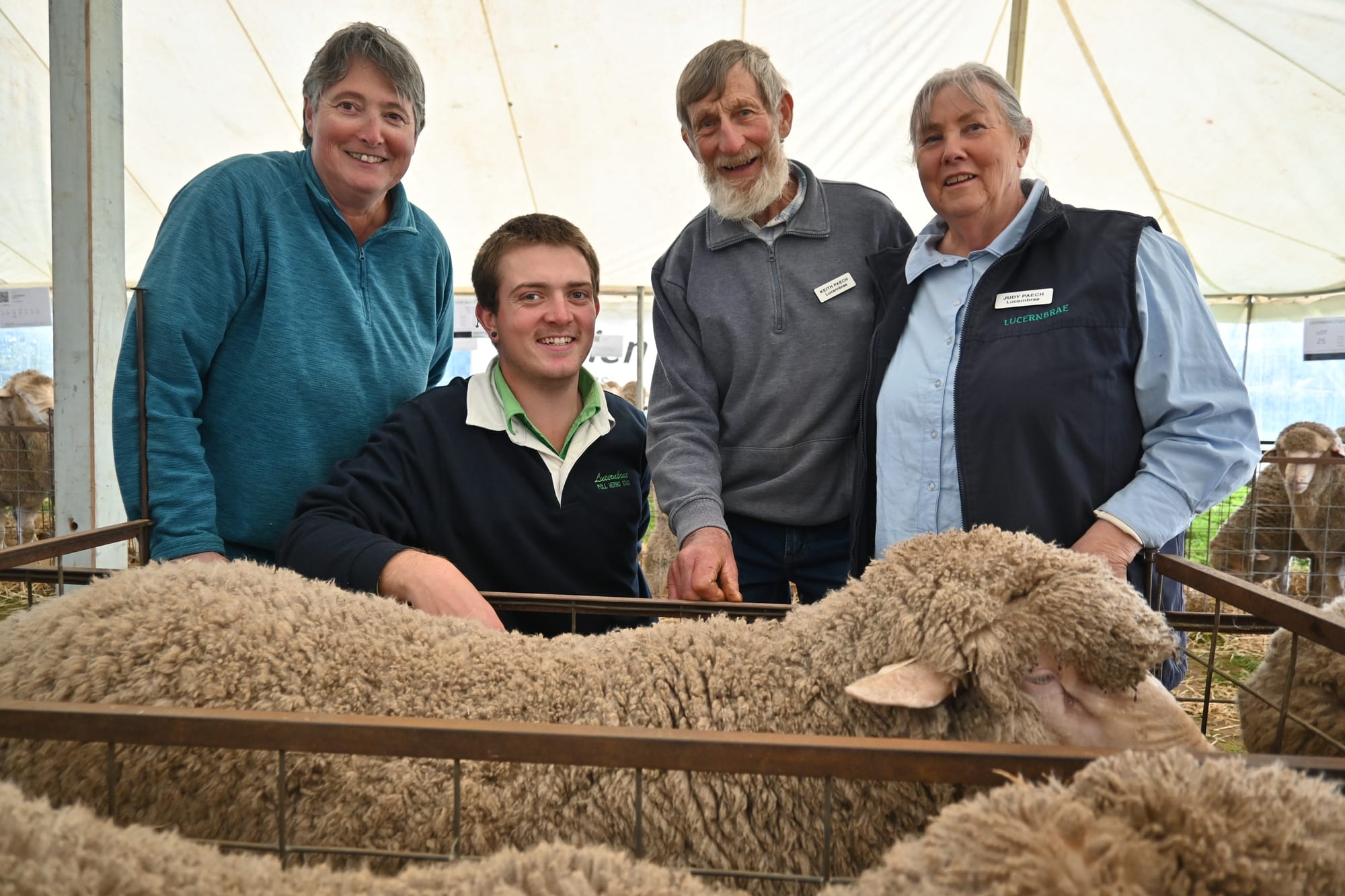 Wooly good rams walk out the door