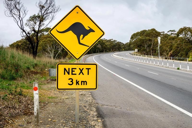 KANGA-BOOM... Mt Compass named in the worst locations for kangaroo crashes...