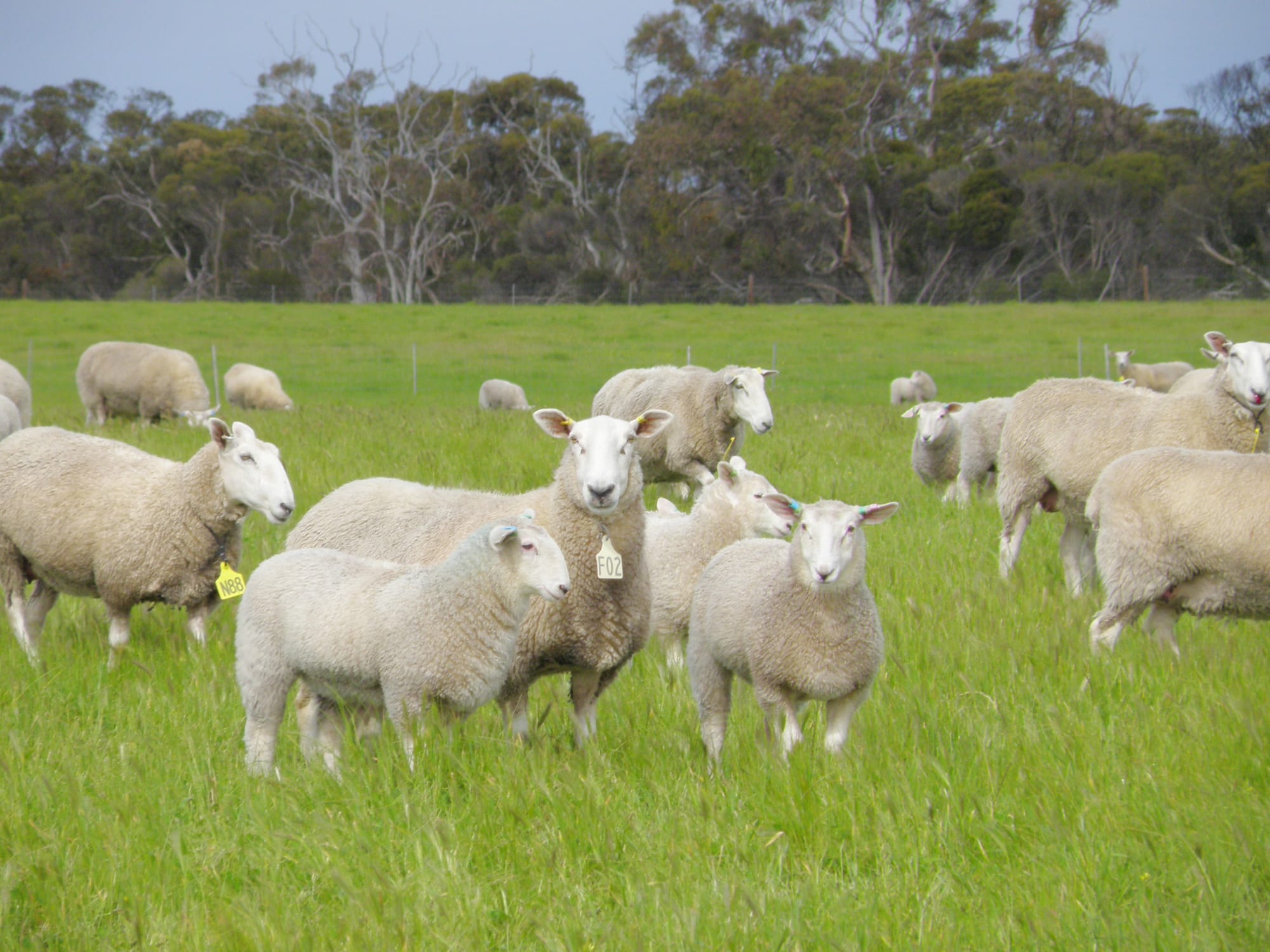 A good start, as Milang bureau visits Finniss stud